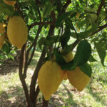 Classic Lemon tour <span>3pm</span> - Image 3