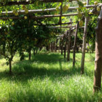 Classic Lemon tour <span>3pm</span> - Image 4