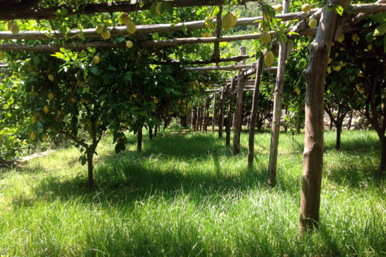 Lemon tour classico <span>10:00</span> - immagine 4