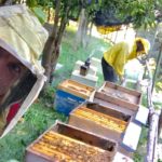 Honey Lemon Experience & Tour <span>11:00</span> - immagine 3