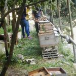 Honey Lemon Experience & Tour <span>11:00</span> - immagine 5