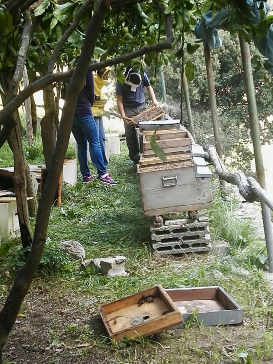 Honey Lemon Experience + Wine tasting - Image 2