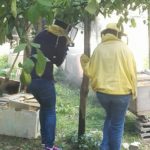 Honey Lemon Experience & Tour <span>11:00</span> - immagine 6