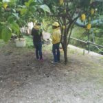 Honey Lemon Experience & Tour <span>11:00</span> - immagine 8