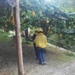 Honey Lemon Experience & Tour <span>11:00</span> - immagine 9