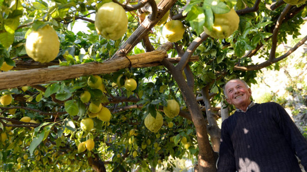 lemon tour sicily