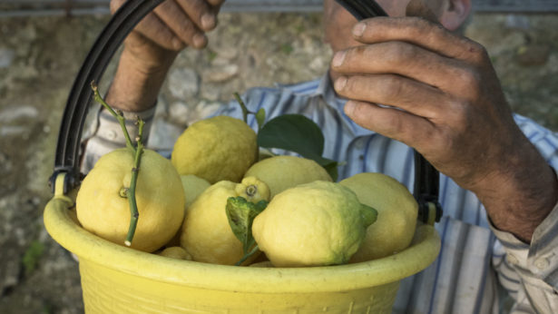 lemon tour sicily