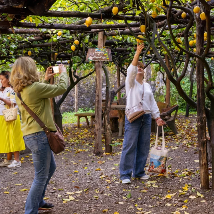 Classic Lemon Tour <span>3 PM</span>