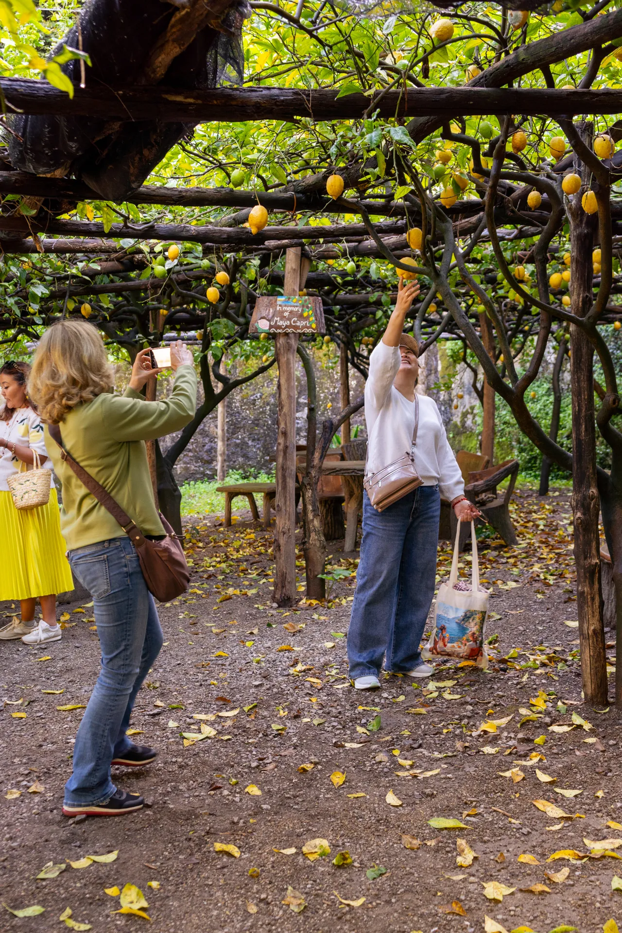 Classic Lemon Tour <span>3 PM</span>